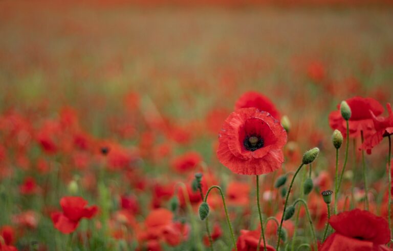 red flower field during daytime